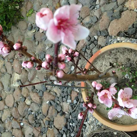 Guest house Macaron Konagi Ayvalik