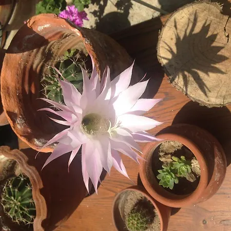 마카롱 코나기, 아이발릭